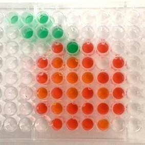 GVSU hosts Molecular Minds Camp